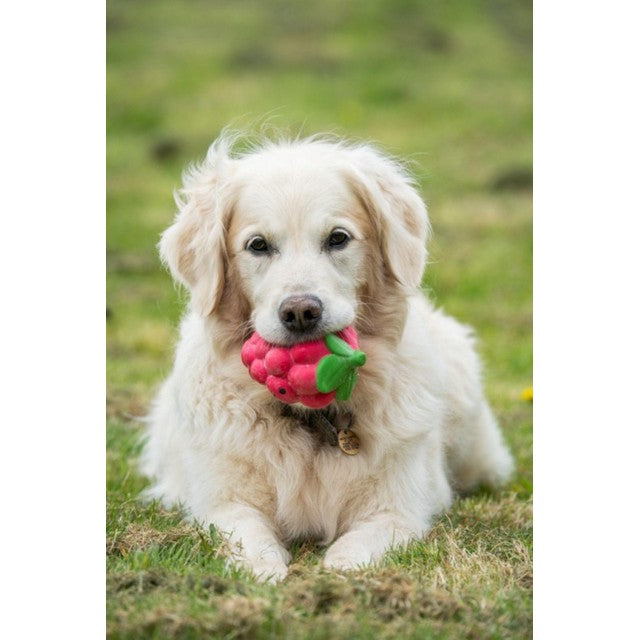 Petface Foodie Faces raspberry latex dog toy, imported from the UK