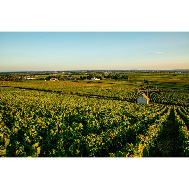 Louis Jadot Pouilly Fuisse Chardonnay white wine 75cl, UK version
