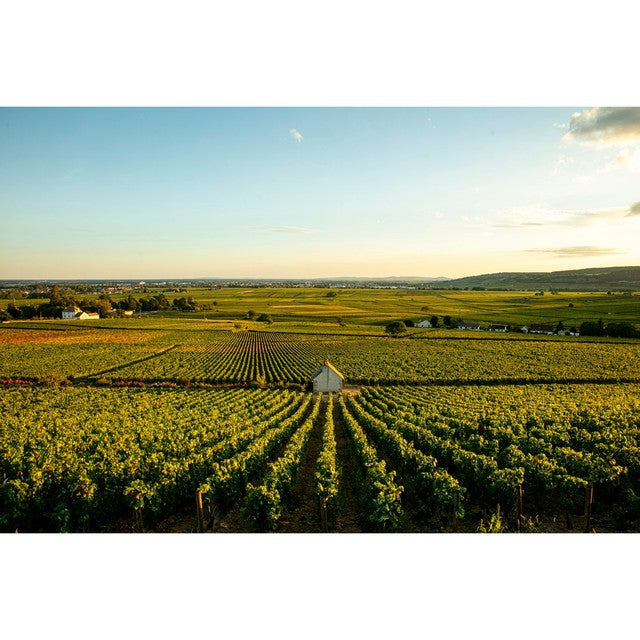 Louis Jadot dry white Chablis wine, unoaked Chardonnay, UK version