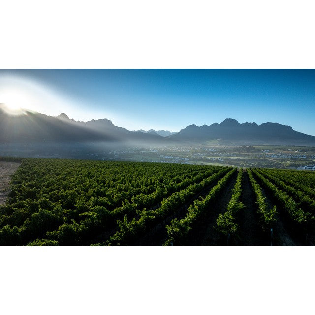 Zalze Bush Vine Chenin Blanc white wine 75cl, UK version