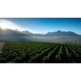 Zalze Bush Vine Chenin Blanc white wine 75cl, UK version