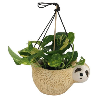 Sainsburys Green Plant in Hanging Sloth 13cm- Buy online at McGrocer