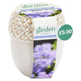 Sainsburys White Daisy Acorn