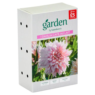 Sainsburys Dahlia Cafe Au Lait- اشترِ عبر الإنترنت من McGrocer