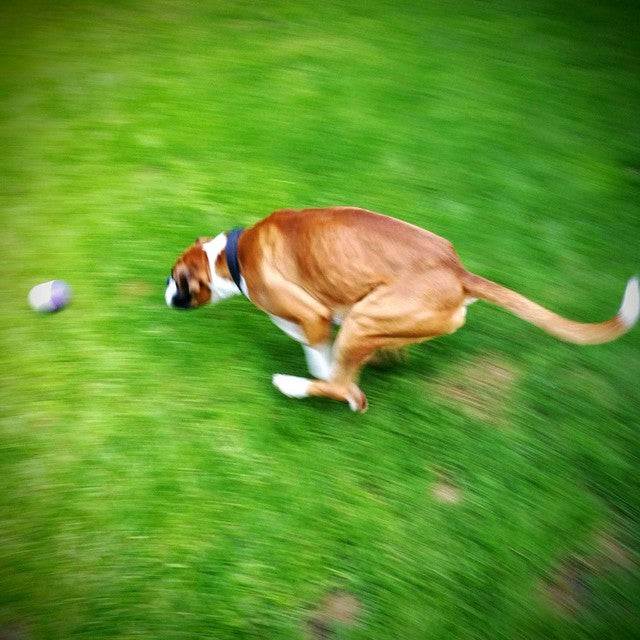 SportsPET High Bounce Multi-Colour Dog Ball Toy 6cm (British brand)