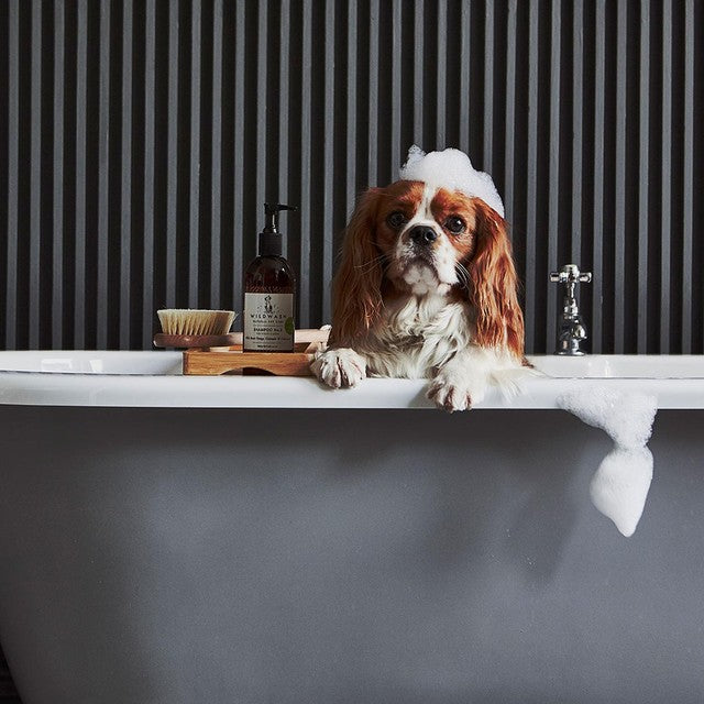 WildWash super sensitive conditioner for dogs and cats - British product