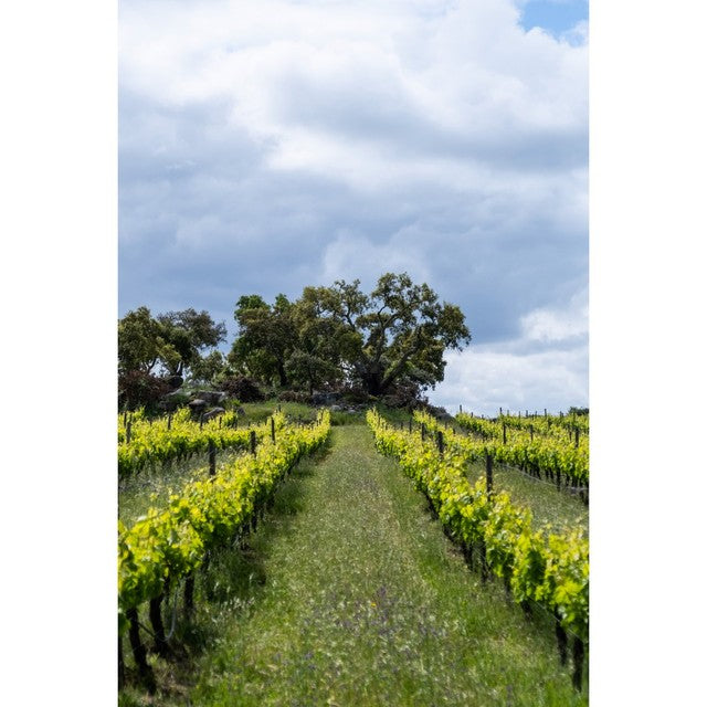 Esporao Monte Velho Branco white wine - British product