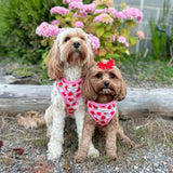Cocopup London Pupberry Fields dog harness Small - British product