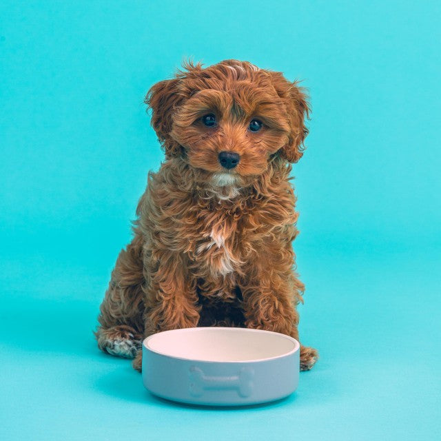 Mason Cash Grey Dog Bowl 15cm, imported from the UK