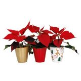 Sainsburys Poinsettia Ceramic 6cm