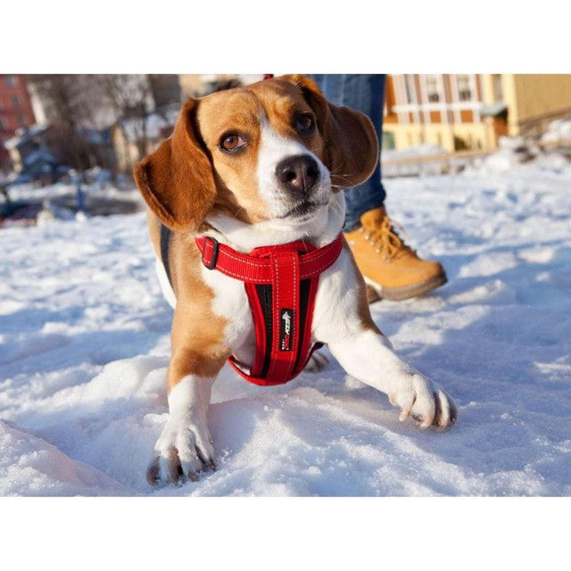 EzyDog Chest Plate red dog harness large - British product