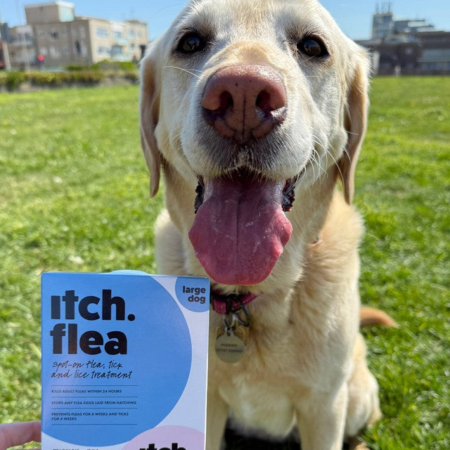Itch flea spot-on treatment for large dogs 20-40kg, UK version
