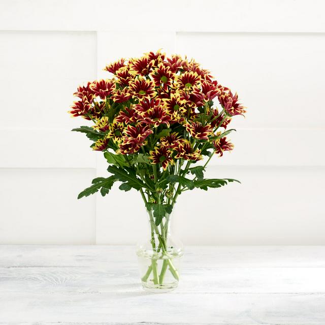 Sainsburys Mono Chrysanthemums Bouquet
