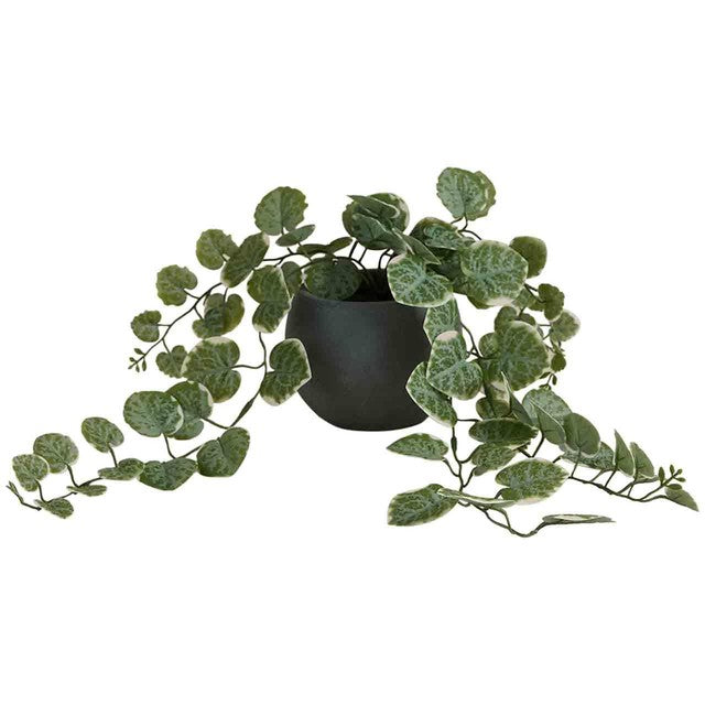 M&S artificial trailing eucalyptus in ceramic pot grey 16cm, imported from the UK