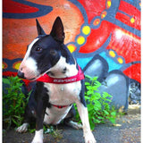 EzyDog red dog harness small - British product