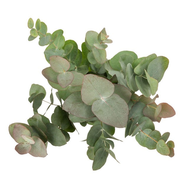 MM Flowers eucalyptus 5 stems 40cm - British product