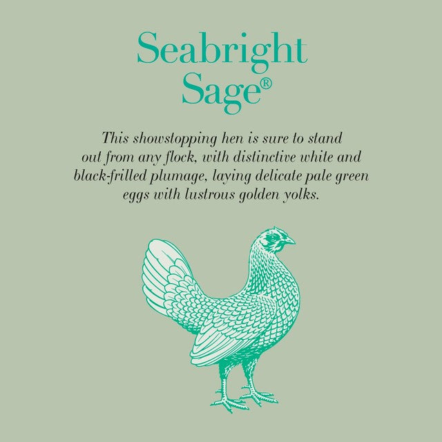 Clarence Court sage green eggs 6 - British product