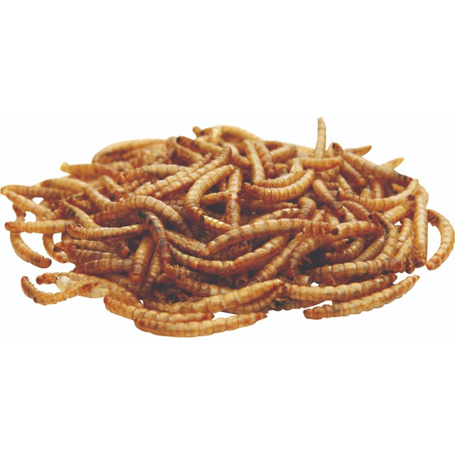 National Trust CJ Wildlife dried mealworms 250g, imported from the UK