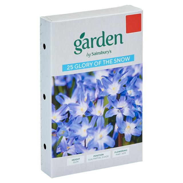 Glory of The Snow Flower Seeds, Pack of 25