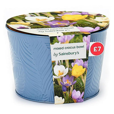 Sainsburys Sainsburys Mixed Crocus Bowl- Buy online at McGrocer
