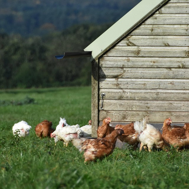 DAYLESFORD ORGANIC mixed weight eggs 12 per pack - British product