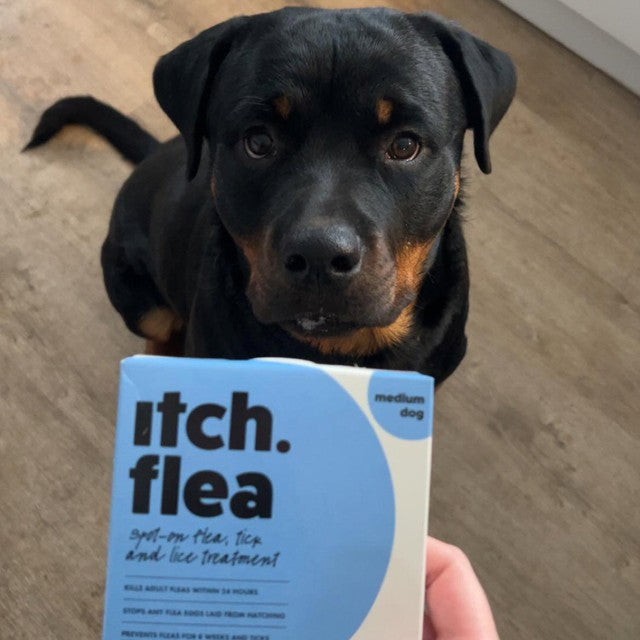 Itch flea and tick spot-on treatment for medium dogs (10-20kg), UK version