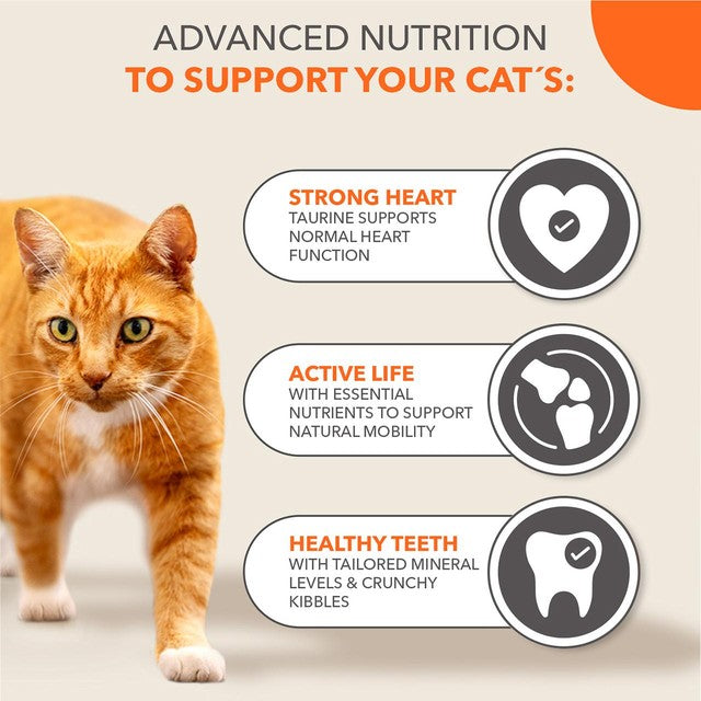 IAMS senior cat food with tuna 3kg, UK version
