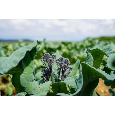 M&S Tenderstem Purple Broccoli 200g- Buy online at McGrocer
