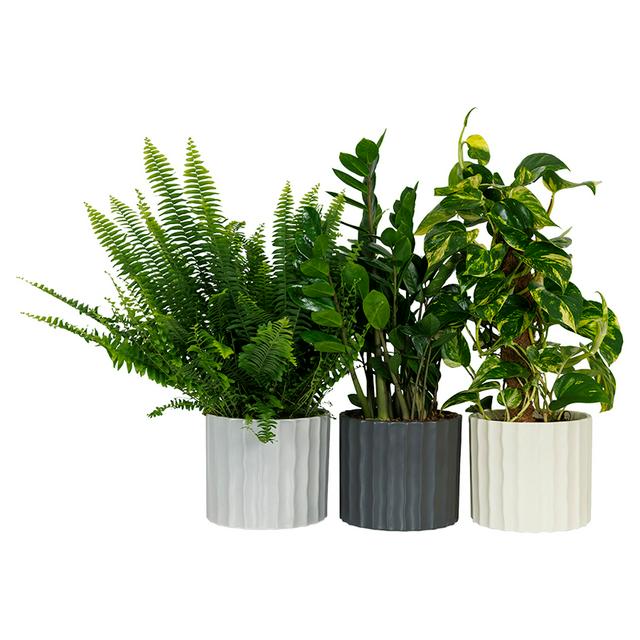 The Floral Collection Large Foliage in Ceramic