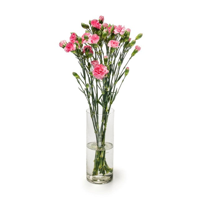 MM Flowers pink spray carnations 10 stems 40cm (British brand)