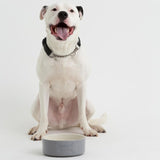 Mason Cash Grey dog bowl 20cm, imported from the UK
