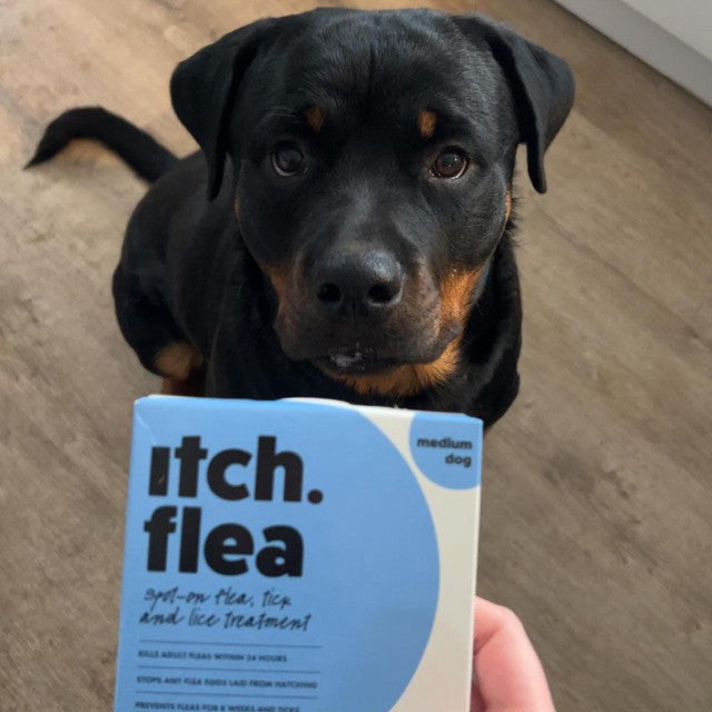Itch flea and tick treatment for medium dogs 10-20kg, UK version