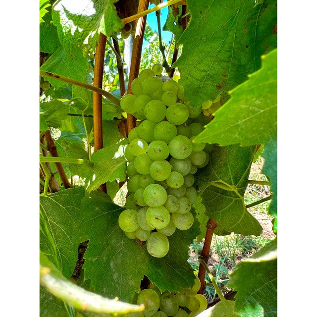Errazuriz Pinot Grigio white wine 75cl - British product