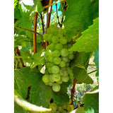 Errazuriz Pinot Grigio white wine 75cl - British product