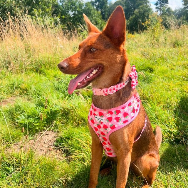 Cocopup London Pupberry Fields dog harness extra small - British product