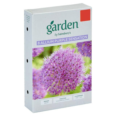 Sainsburys Garden Allium Purple Sensation x8