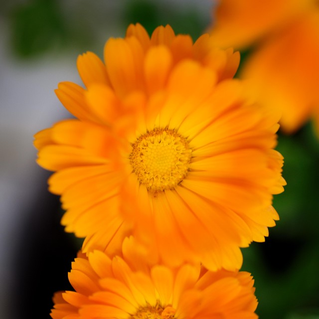 Weleda Calendula cuts and grazes spray 20ml (British brand)