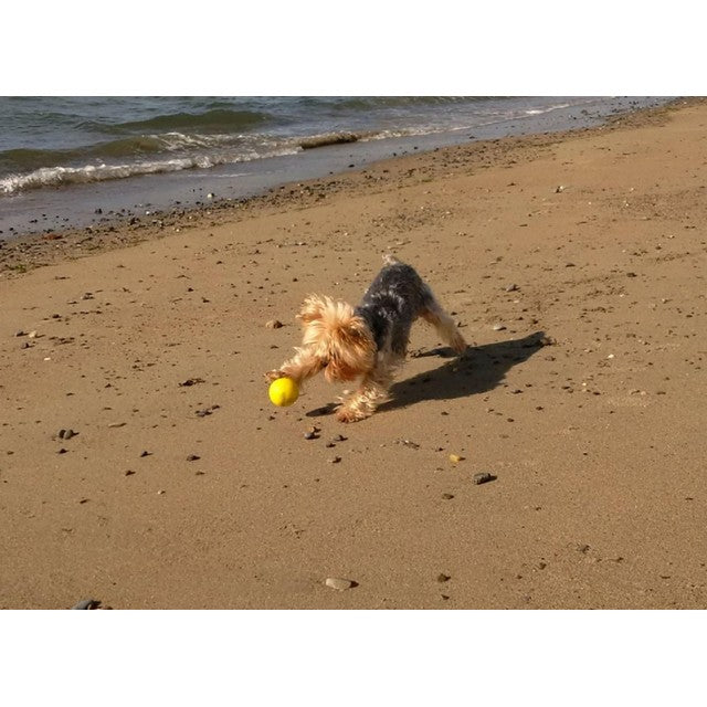 SportsPET High Bounce Multi-Colour Dog Ball Toy 6cm (British brand)