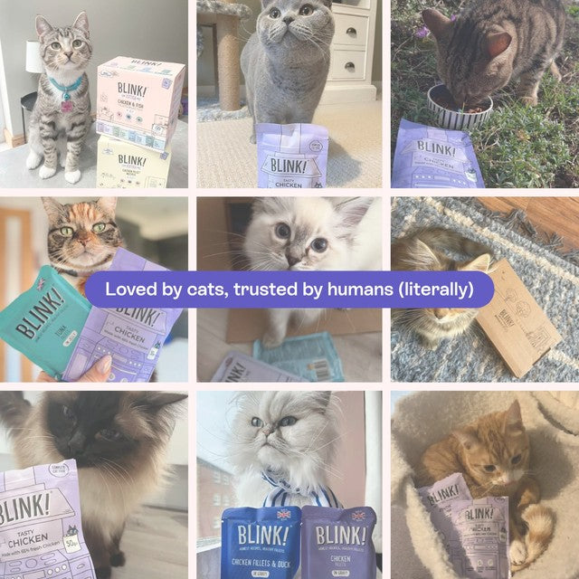 Blink Kitten Wet Cat Food Chicken & Fish Fillets in Jelly Multipack 8 x 85g - British product