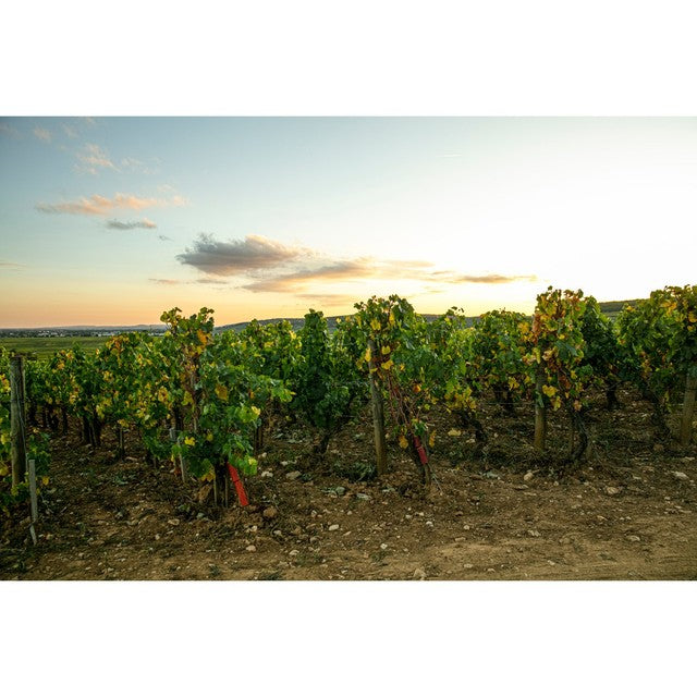 Louis Jadot dry white Chablis wine, unoaked Chardonnay, UK version