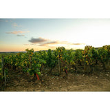 Louis Jadot dry white Chablis wine, unoaked Chardonnay, UK version