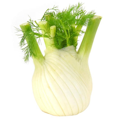 Bulbe de fenouil gros italien Natoora