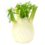 Natoora Italian Large Fennel, imported from the UK