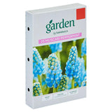 Sainsburys Muscari Peppermint x25