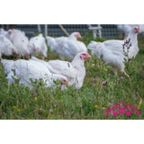 Thoughtful Producer free range whole chicken with pop-up timer 2.3kg (British brand)