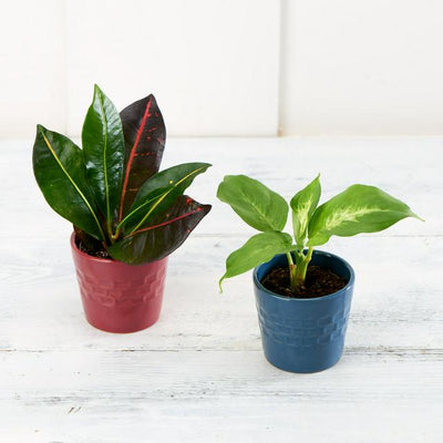 Sainsburys Sainsburys Mini Foliage- Buy online at McGrocer