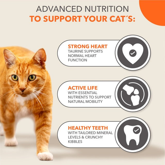 IAMS senior dry cat food tuna - British product