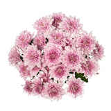 MM Flowers Spray Chrysanthemum cut flowers 5 stems 40cm (British brand)