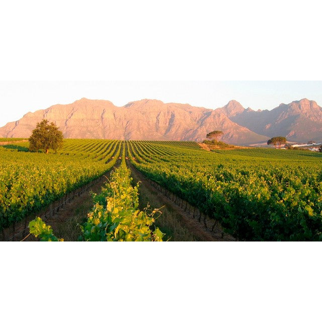 Zalze Bush Vine Chenin Blanc white wine 75cl, UK version