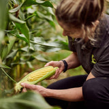 Ocado Corn on the Cob 2 per pack, imported from the UK